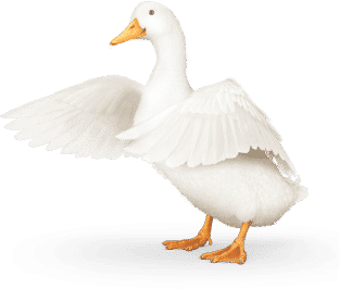 Undervalued Dividend Aristocrat to Buy Now - Aflac Duck