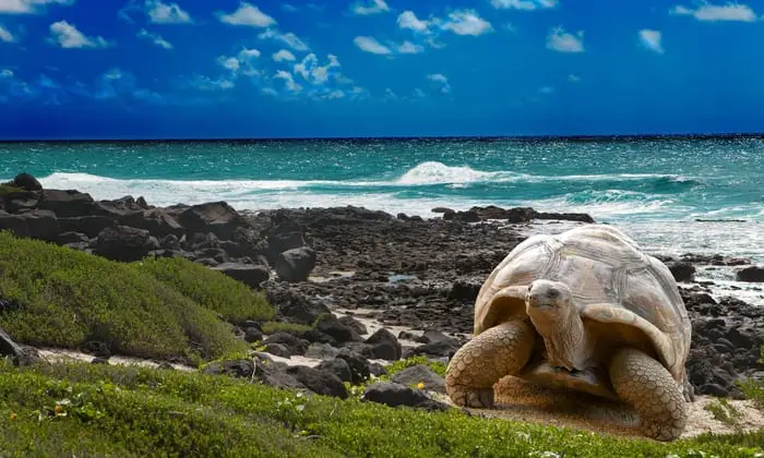  Pacific Ocean, Ecuador (Islands of Galapagos) is one of the most beautiful places in the world that actually exist.